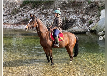 KWPN, Yegua, 18 años, 164 cm, Castaño