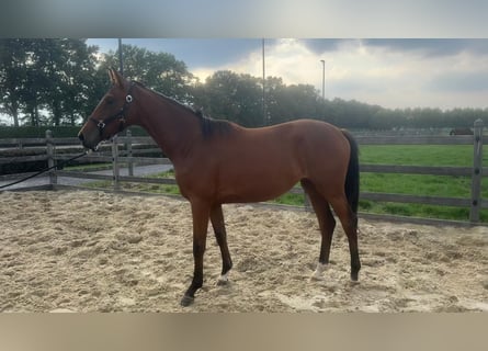 KWPN, Yegua, 1 año, Castaño