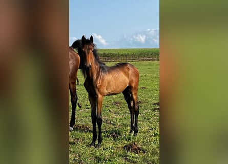 KWPN, Yegua, 1 año, Castaño