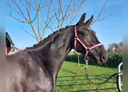 KWPN, Yegua, 2 años, 160 cm, Negro