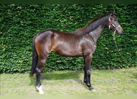 KWPN, Yegua, 2 años, 165 cm, Castaño oscuro