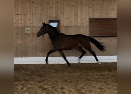 KWPN, Yegua, 2 años, 165 cm, Castaño oscuro