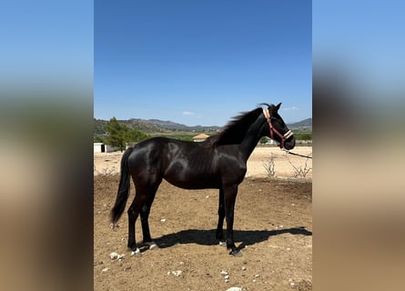 KWPN, Yegua, 2 años, 165 cm, Negro