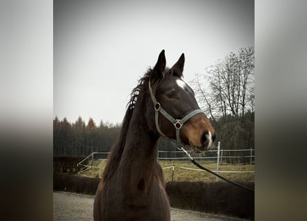 KWPN, Yegua, 2 años, 170 cm, Castaño