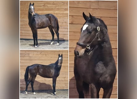 KWPN, Yegua, 2 años