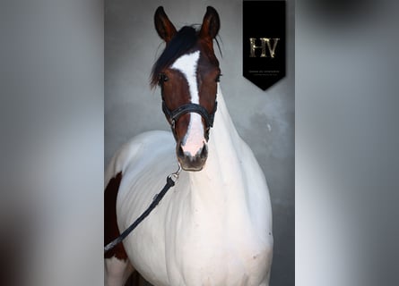 KWPN, Yegua, 2 años, Tobiano-todas las-capas