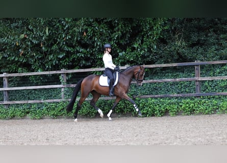 KWPN, Yegua, 3 años, 160 cm, Castaño