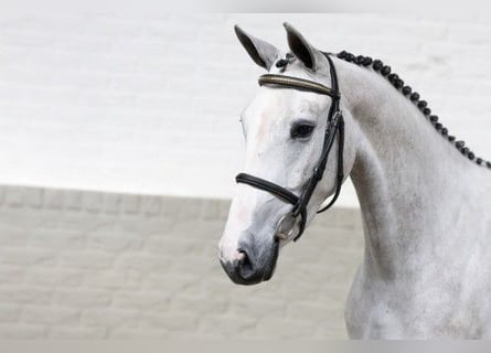 KWPN, Yegua, 3 años, 161 cm, White/Blanco