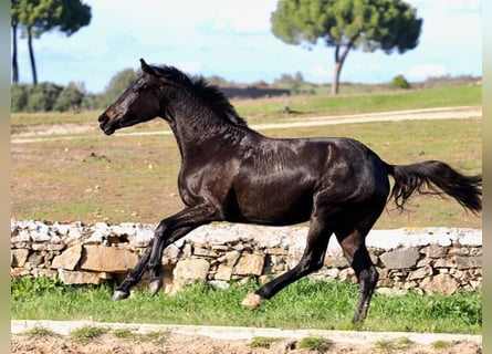 KWPN, Yegua, 3 años, 162 cm, Negro