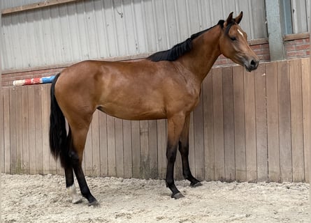 KWPN, Yegua, 3 años, 163 cm, Castaño
