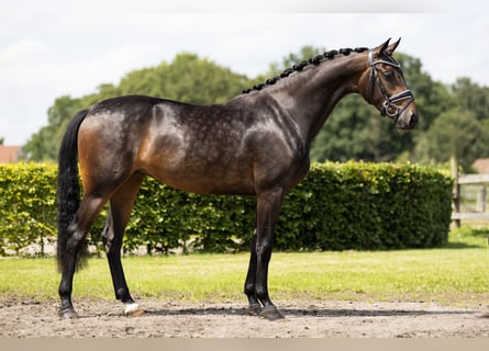 KWPN, Yegua, 3 años, 163 cm, Castaño oscuro