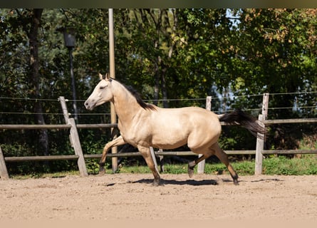 KWPN, Yegua, 3 años, 165 cm, Buckskin/Bayo