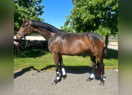 KWPN, Yegua, 3 años, 165 cm, Castaño