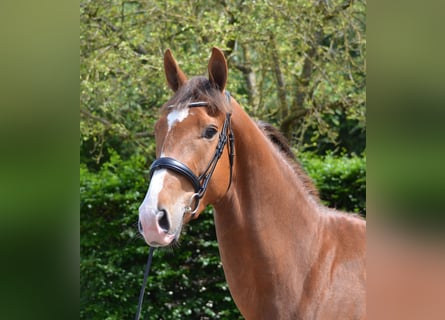 KWPN, Yegua, 3 años, 168 cm, Alazán