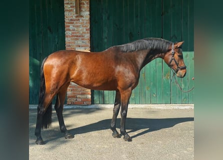 KWPN, Yegua, 3 años, 168 cm, Castaño