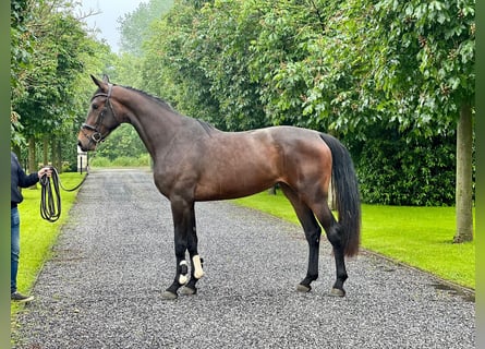 KWPN, Yegua, 3 años, 180 cm, Castaño oscuro