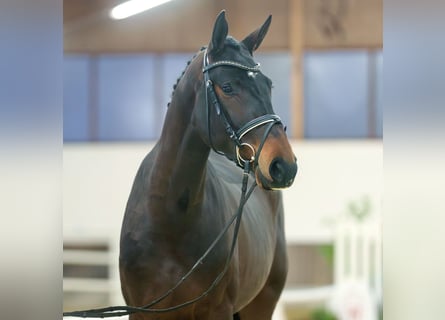 KWPN, Yegua, 3 años, Castaño oscuro