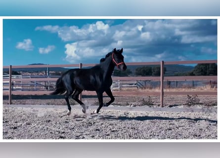 KWPN, Yegua, 3 años, Negro