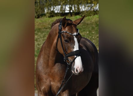 KWPN, Yegua, 4 años, 160 cm, Alazán-tostado