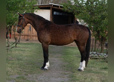 KWPN, Yegua, 4 años, 162 cm, Castaño