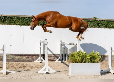 KWPN, Yegua, 4 años, 166 cm, Alazán