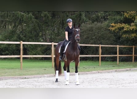 KWPN, Yegua, 4 años, 166 cm, Castaño oscuro