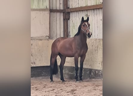 KWPN, Yegua, 4 años, 168 cm, Castaño