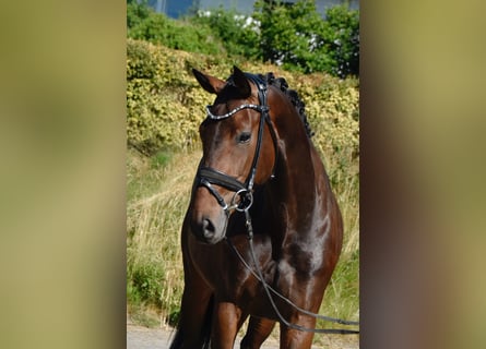 KWPN, Yegua, 4 años, 168 cm, Castaño oscuro