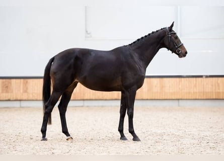 KWPN, Yegua, 4 años, 169 cm, Castaño