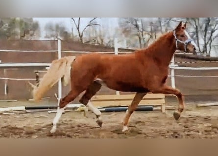 KWPN, Yegua, 4 años, 170 cm, Alazán