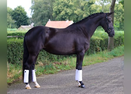 KWPN, Yegua, 4 años, 170 cm, Negro