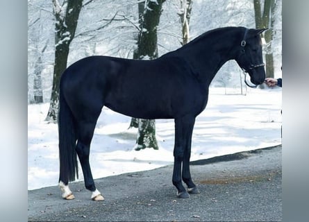 KWPN, Yegua, 4 años, 170 cm, Negro