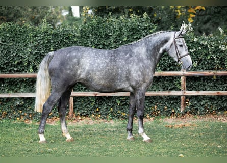 KWPN, Yegua, 4 años, Tordo rodado