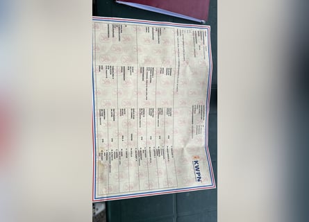 KWPN, Yegua, 5 años, 160 cm, Castaño oscuro