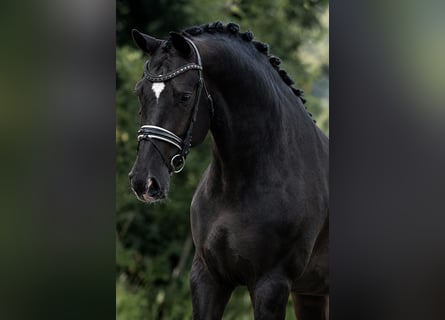 KWPN, Yegua, 5 años, 172 cm, Negro