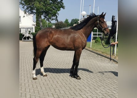 KWPN, Yegua, 5 años, 176 cm, Castaño oscuro