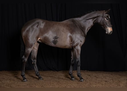 KWPN, Yegua, 5 años, Castaño oscuro