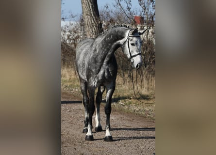 KWPN, Yegua, 6 años, 170 cm, Tordo