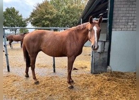 KWPN, Yegua, 6 años, Alazán