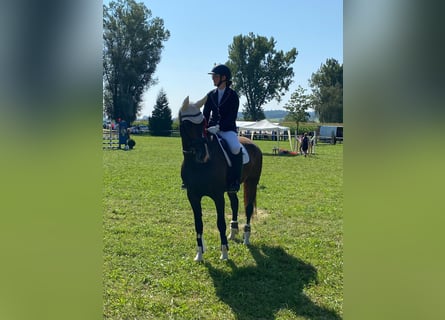 KWPN, Yegua, 6 años, Castaño