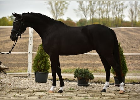 KWPN, Yegua, 7 años, 160 cm, Negro