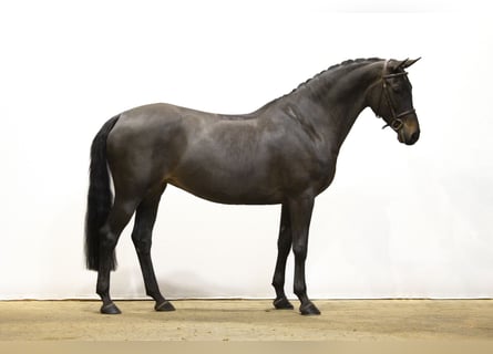 KWPN, Yegua, 7 años, 161 cm, Morcillo