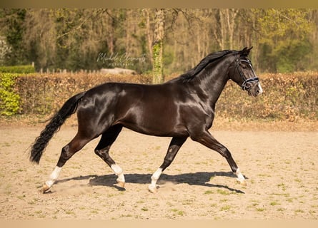 KWPN, Yegua, 7 años, 166 cm, Castaño oscuro