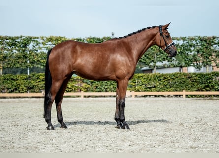 KWPN, Yegua, 7 años, 170 cm, Castaño