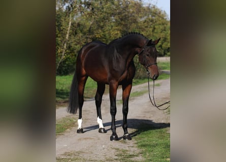 KWPN, Yegua, 7 años, 170 cm, Castaño oscuro