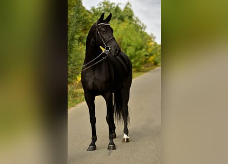 KWPN, Yegua, 7 años, 170 cm, Negro