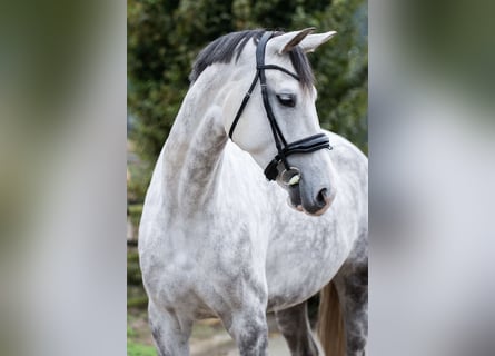 KWPN, Yegua, 7 años, Tordo