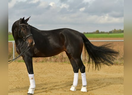 KWPN, Yegua, 8 años, 168 cm, Castaño oscuro