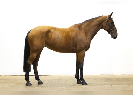 KWPN, Yegua, 9 años, 171 cm, Castaño KWPN, Yegua, 9 años, 171 cm, Castaño