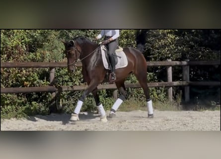 KWPN, Yegua, 9 años, 174 cm, Castaño oscuro